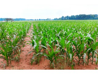 Property photo 1 - LAND AUCTION - 308+/- ACRES IN 7 TRACTS IN CARROLL & WHITE COUNTY, INDIANA
